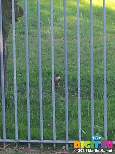 20140728_192744-1 Bird of prey having tea